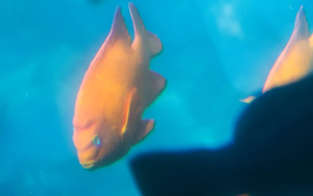 Garibaldi, Catalina Island