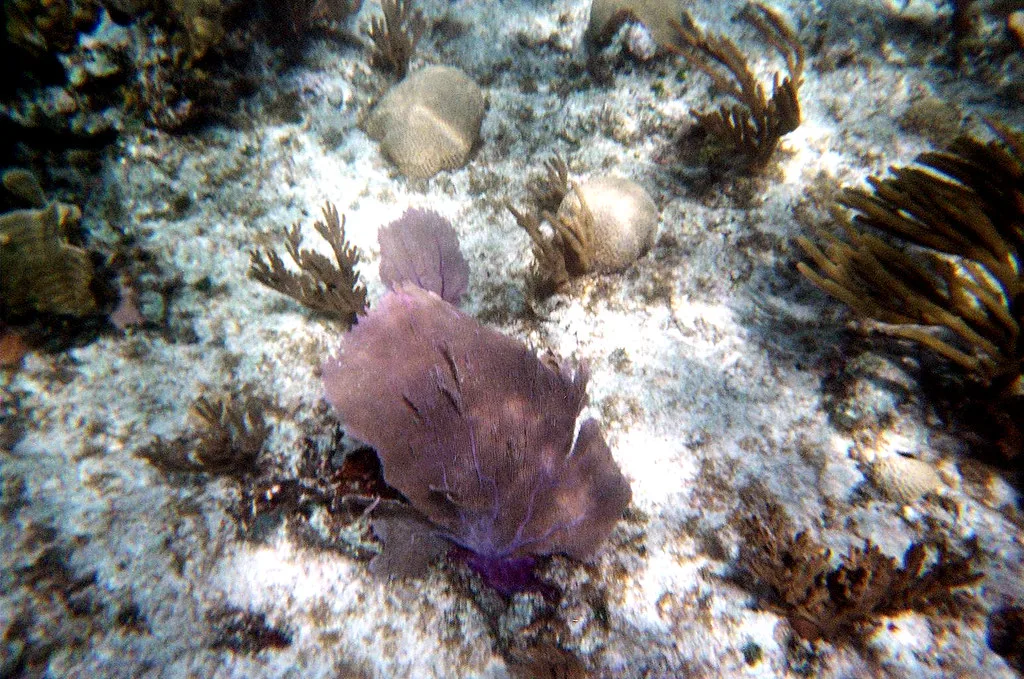 Bahamas, Bahamas
