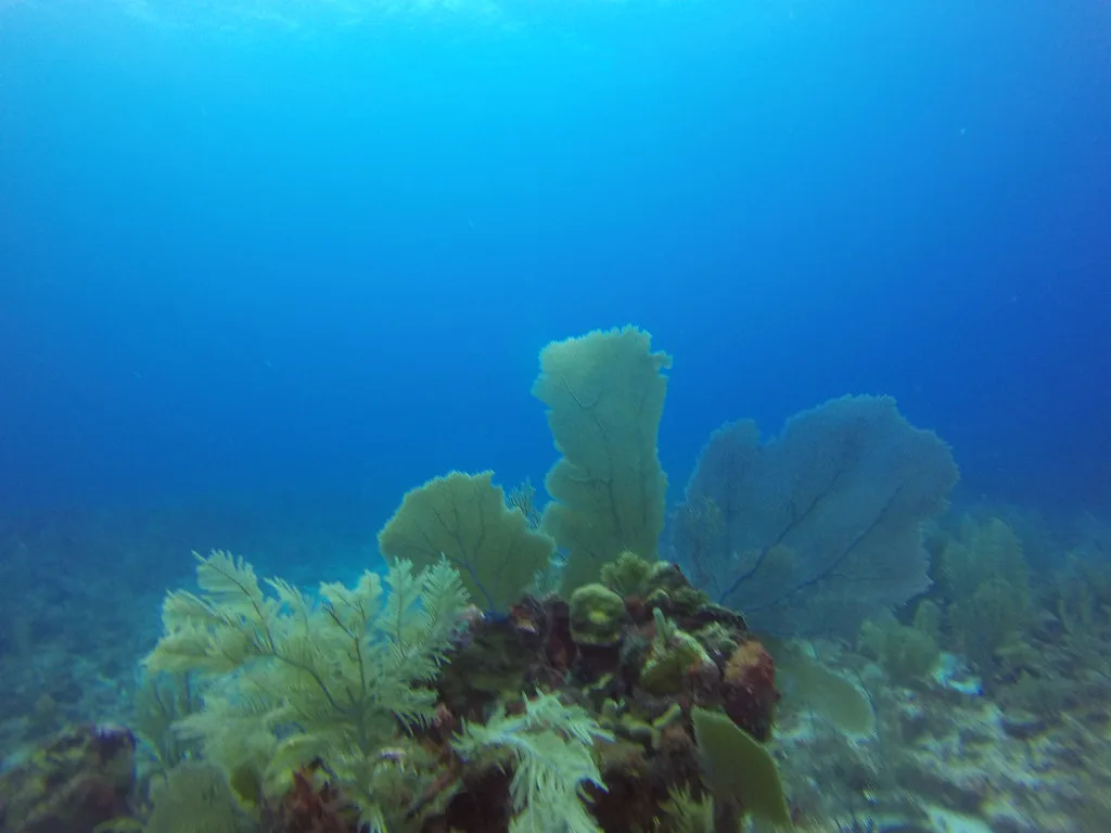 Scuba diving in the Belize barrier reef