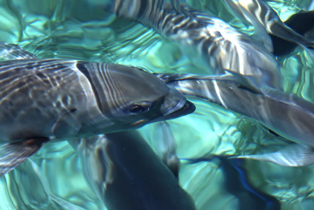 Snorkleing, Belize