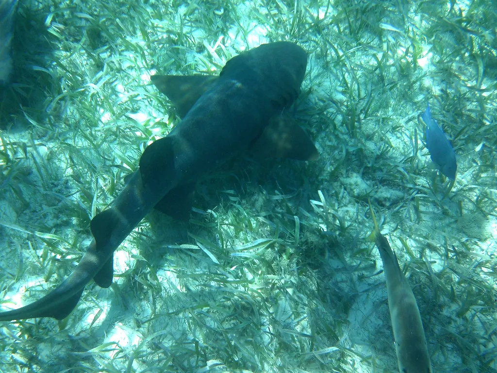 Snorkeling with nurse sharks, Belize
