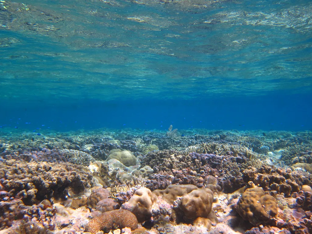 Coral reef in shallow, clear water