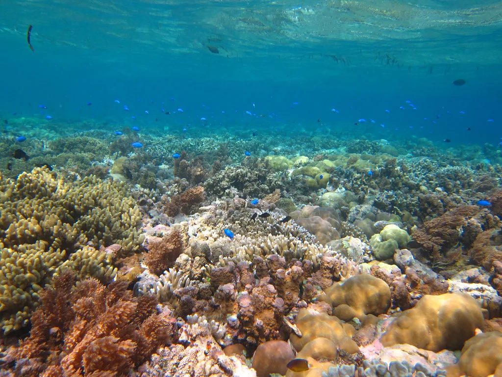 Reef fish over a shallow coral garden