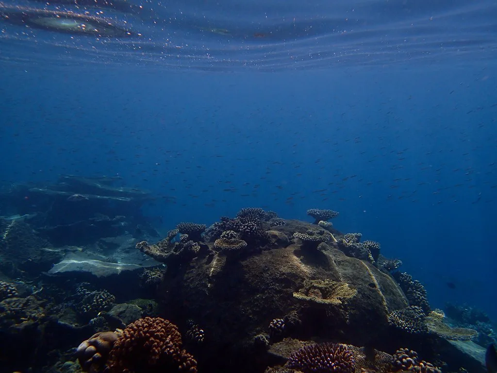 Coral head under deep blue water