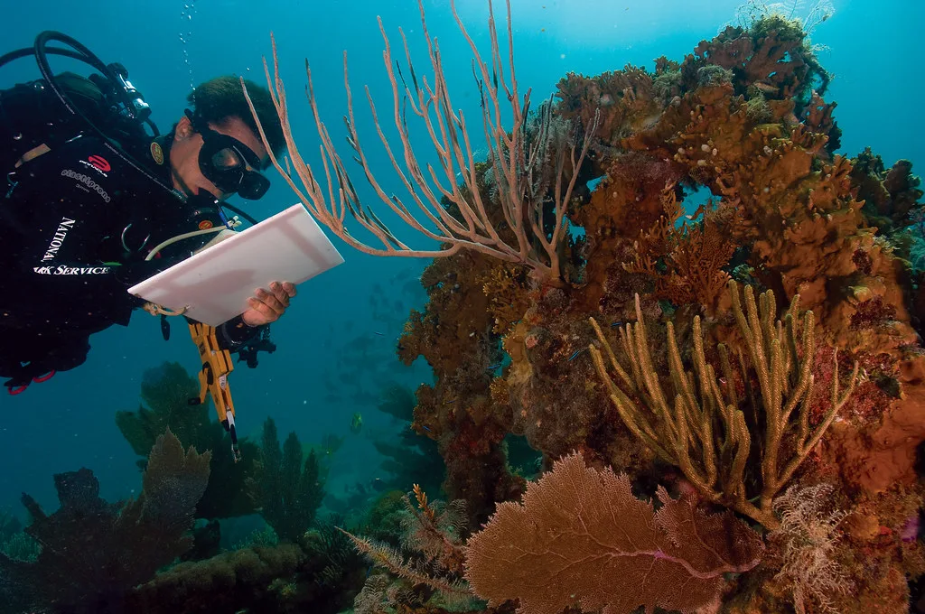 Coral Bleaching, Biscayne