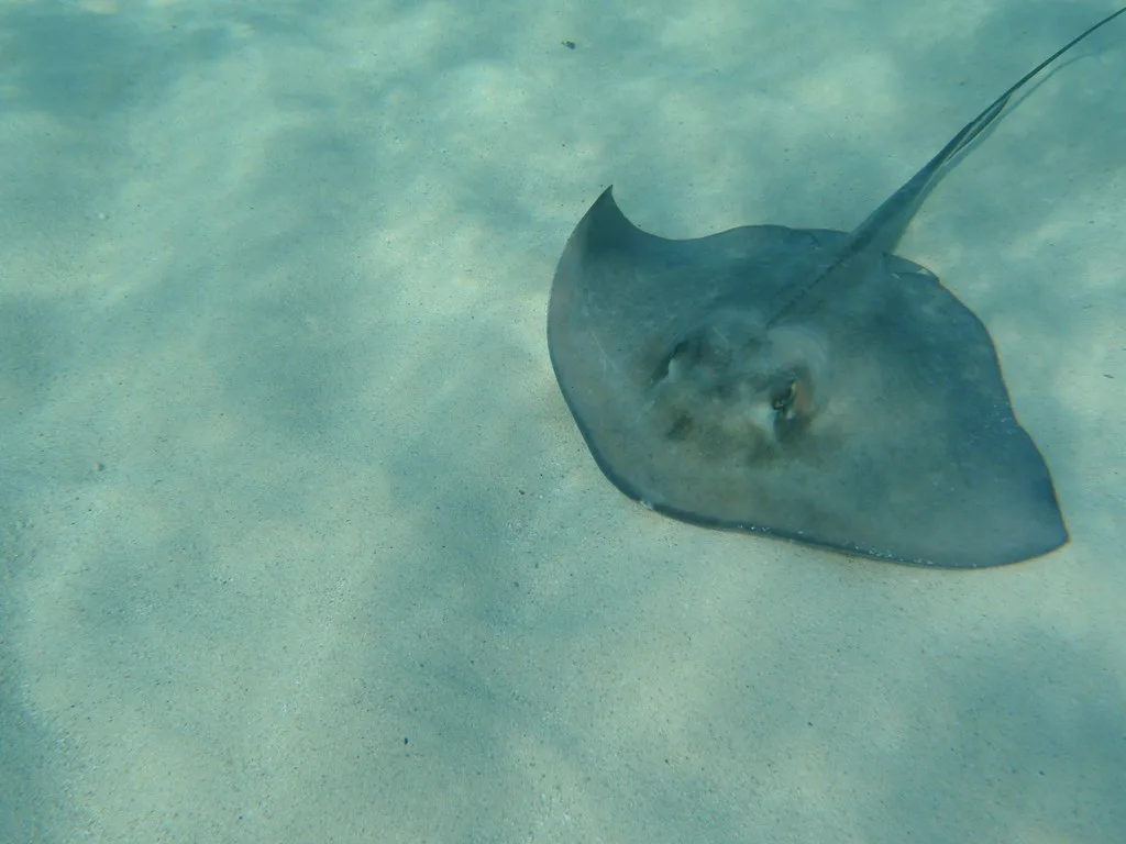 Bimini Snorkeling, Bahamas