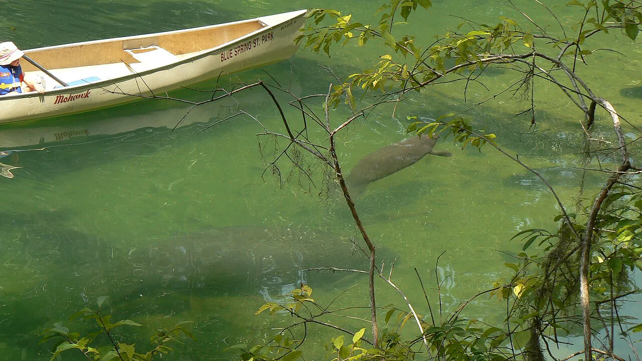 Manatee mother and calf beside a canoe at Blue Spring State Park, Florida