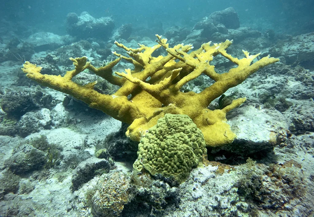 Acropora palmata (elkhorn coral) (St. Thomas, Virgin Islands)