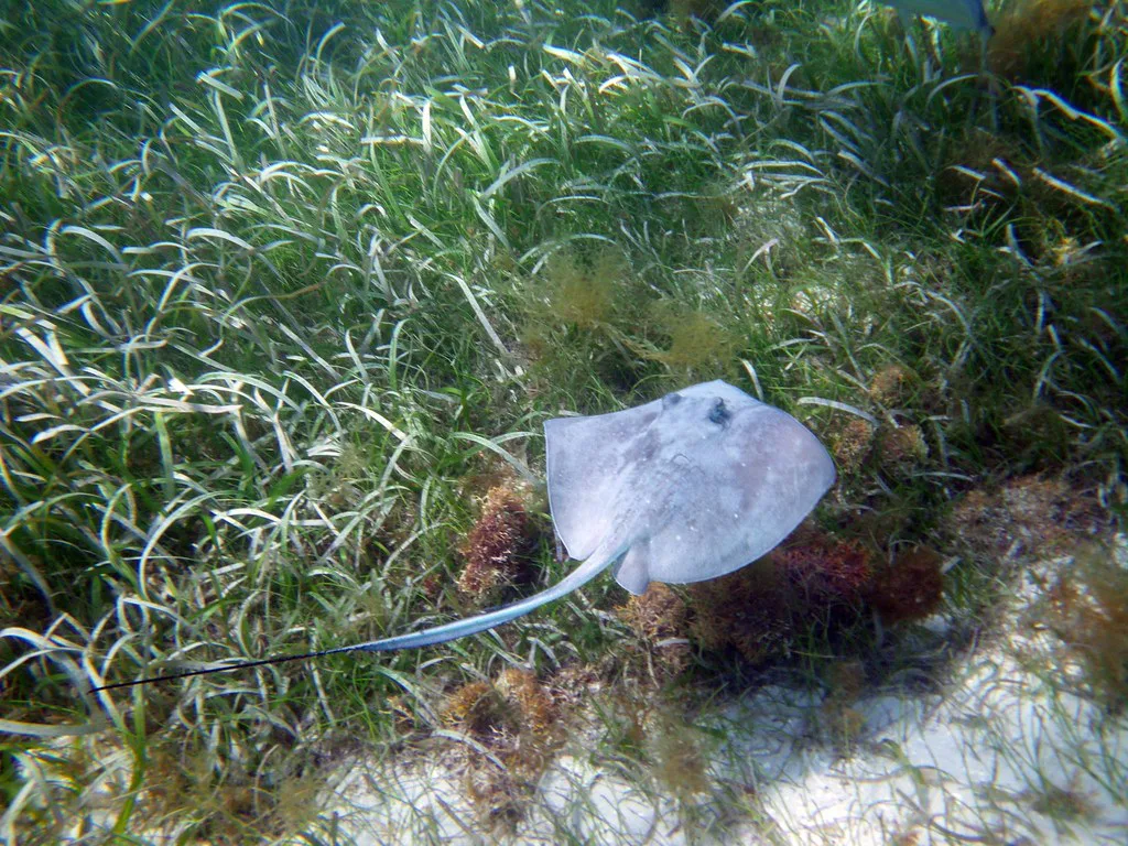 Snorkeling at Buck Island, St Croix