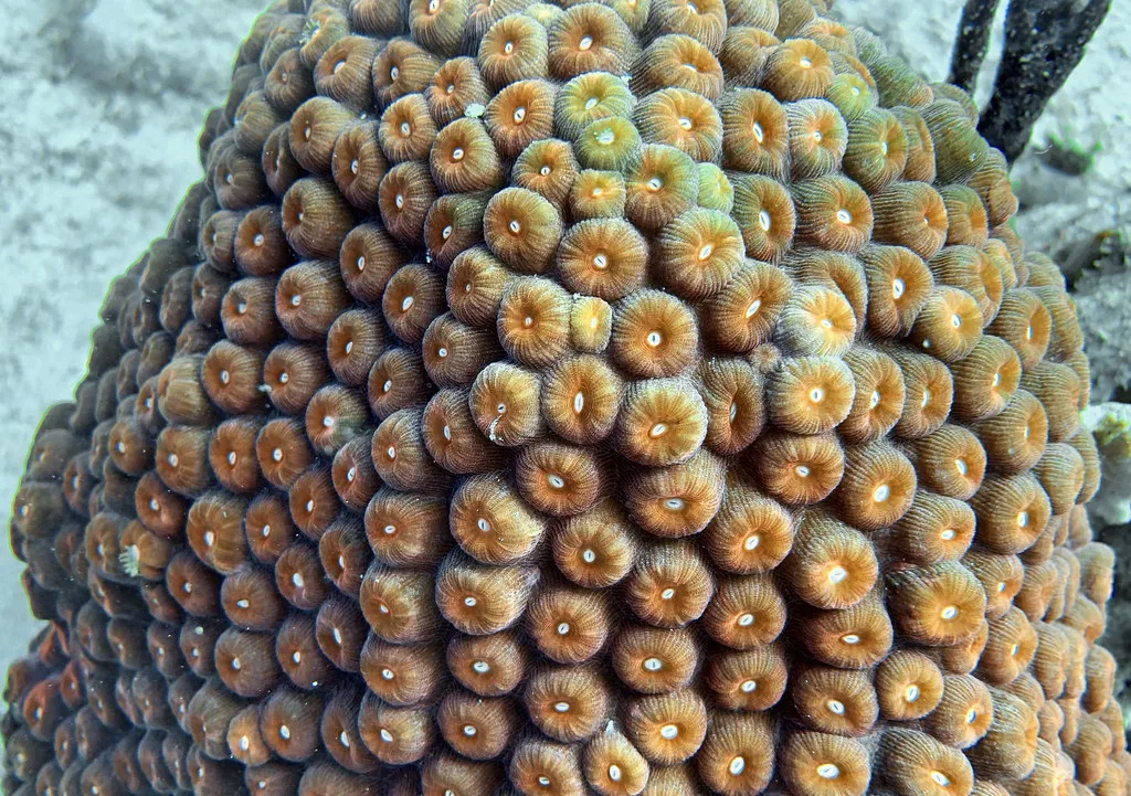 Montastraea cavernosa (great star coral) (St. Thomas, Virgin Islands)