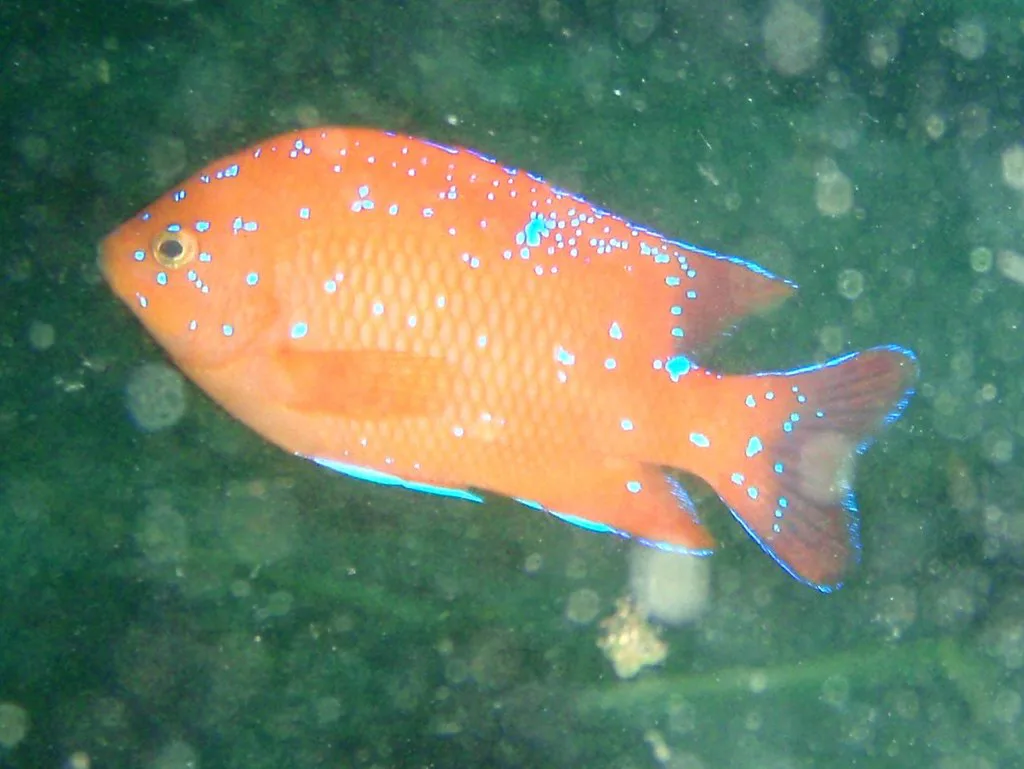 Garibaldi Damselfish (Hypsypops rubicundus), Catalina Island
