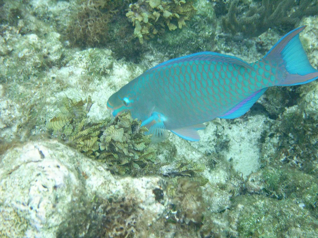 Rainbow Parrot Fish Snorkel Dive Bahamas July