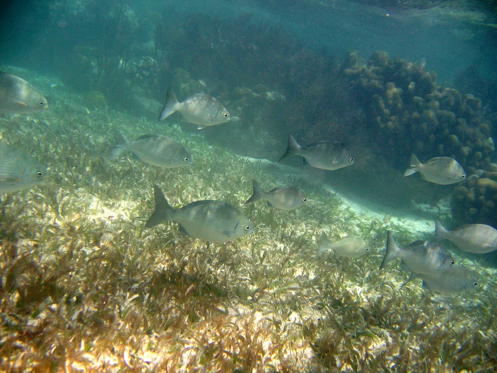 Key Largo, Florida