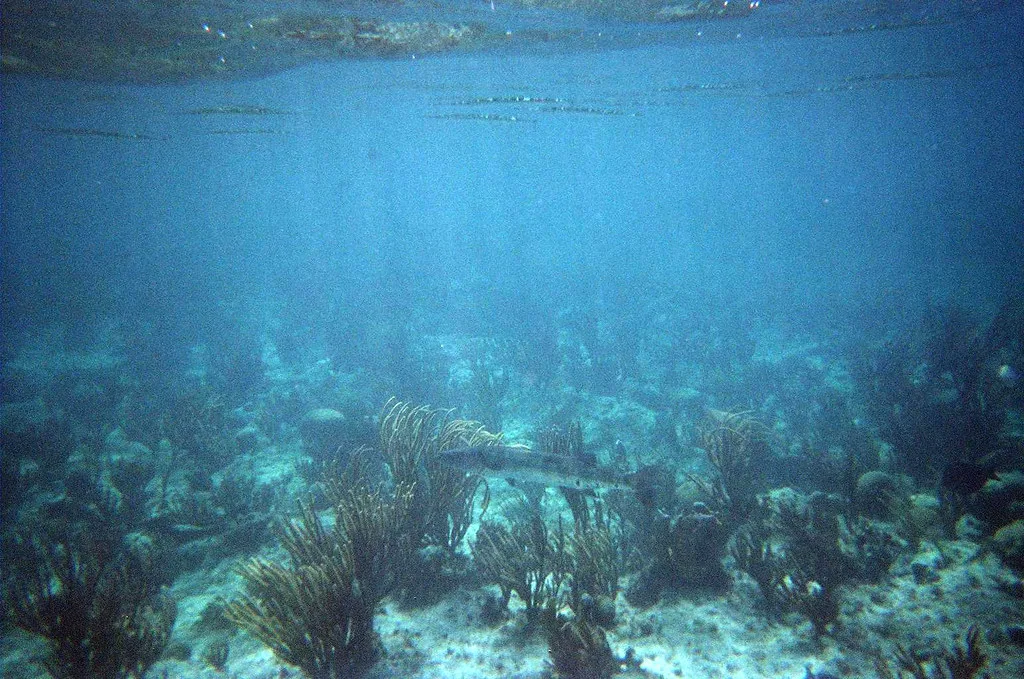 Barracuda, Bahamas