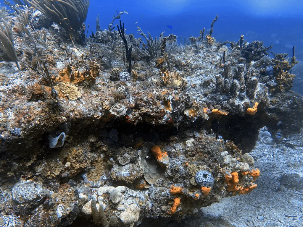 Coral reef (St. Thomas, Virgin Islands)