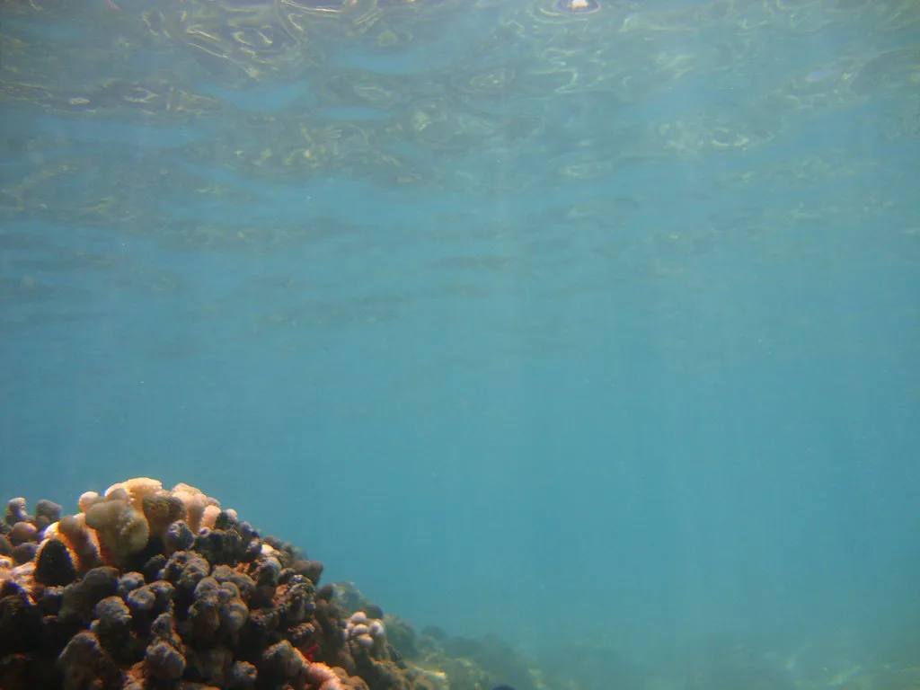 Coral head in clear water off Maui, Hawaii