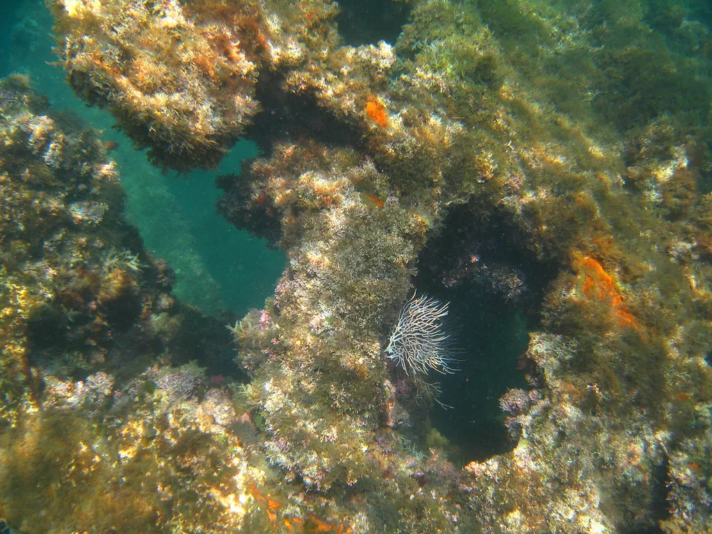 Artificial coral reef