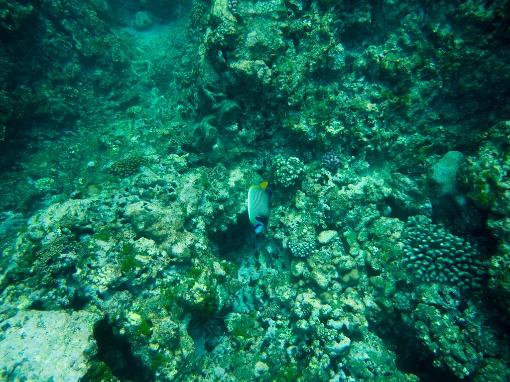 Coral reef in Mauritius