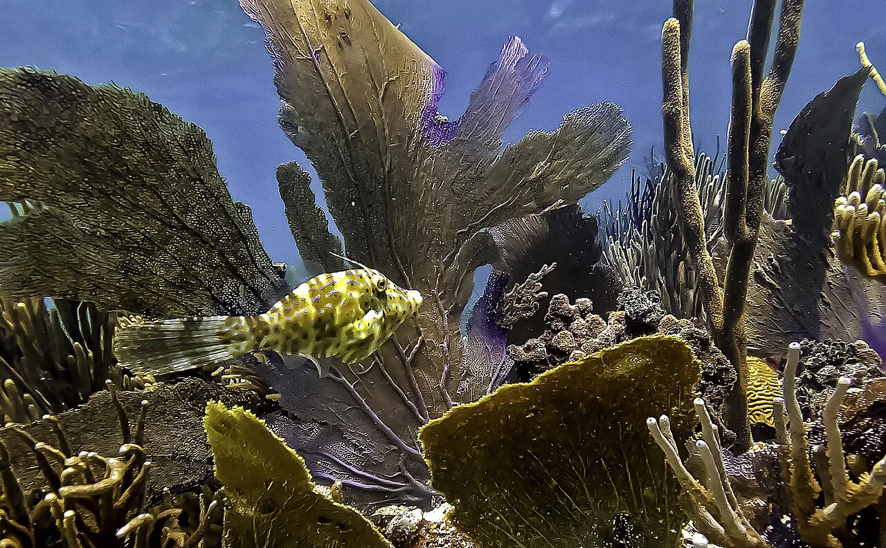 Fish in corals, Culebra Puerto Rico
