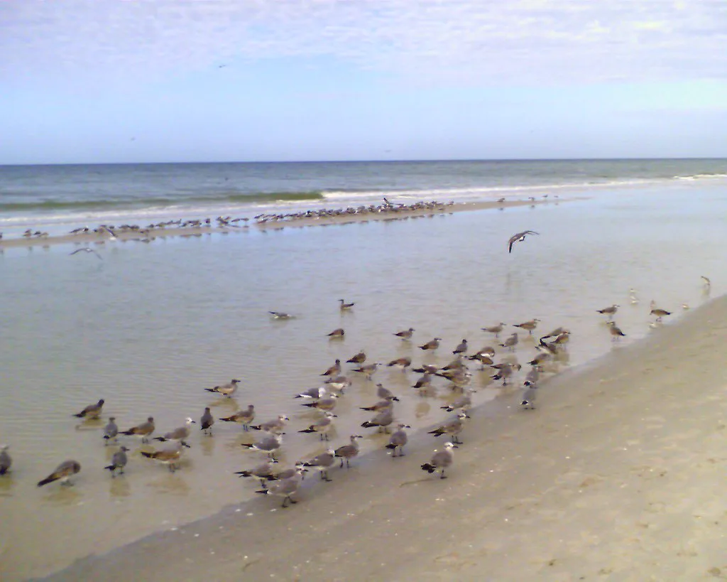 Birds on the beach in Naples