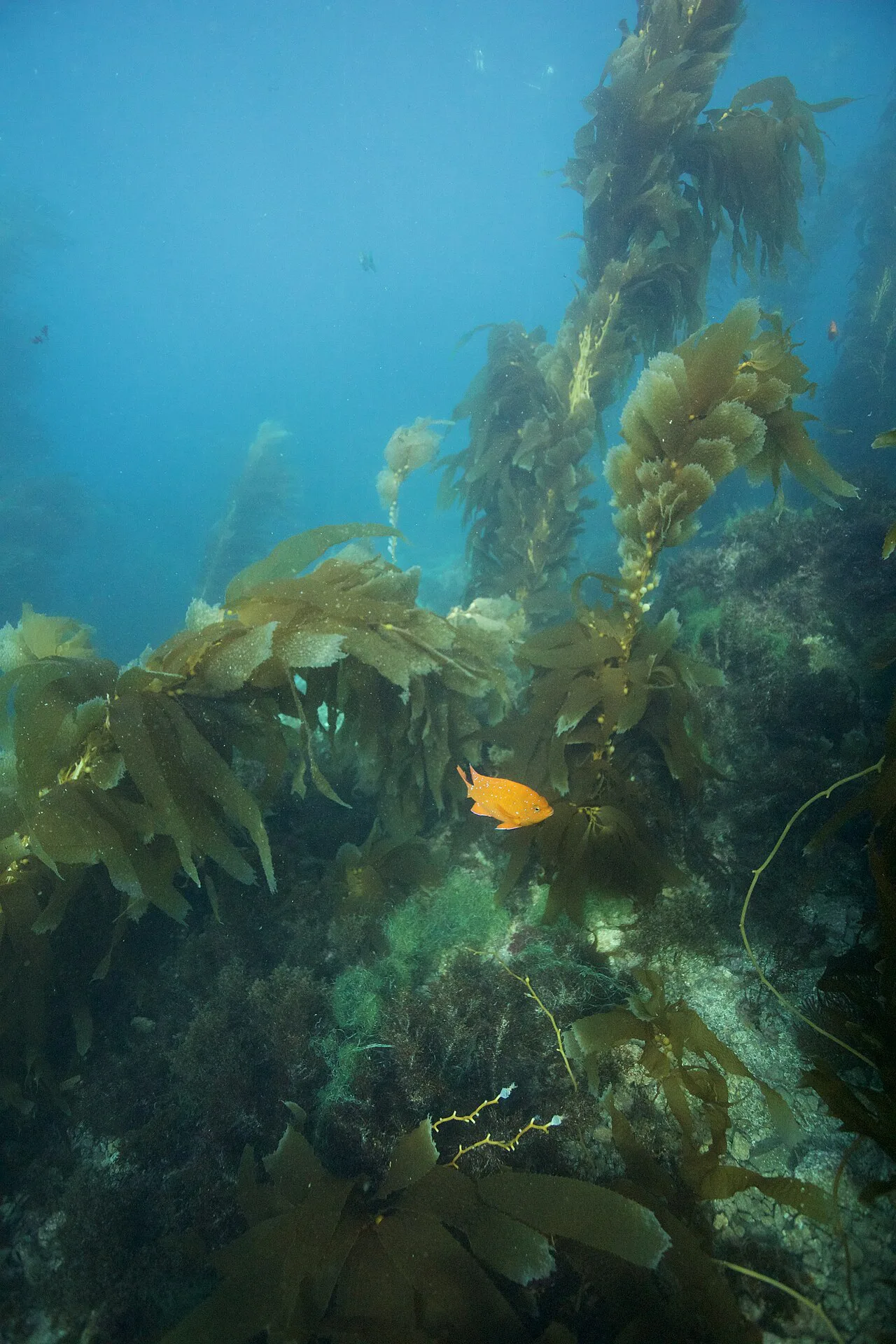 Garibaldi in the Casino Point Dive Park beside Descanso Beach, Avalon, Catalina Island
