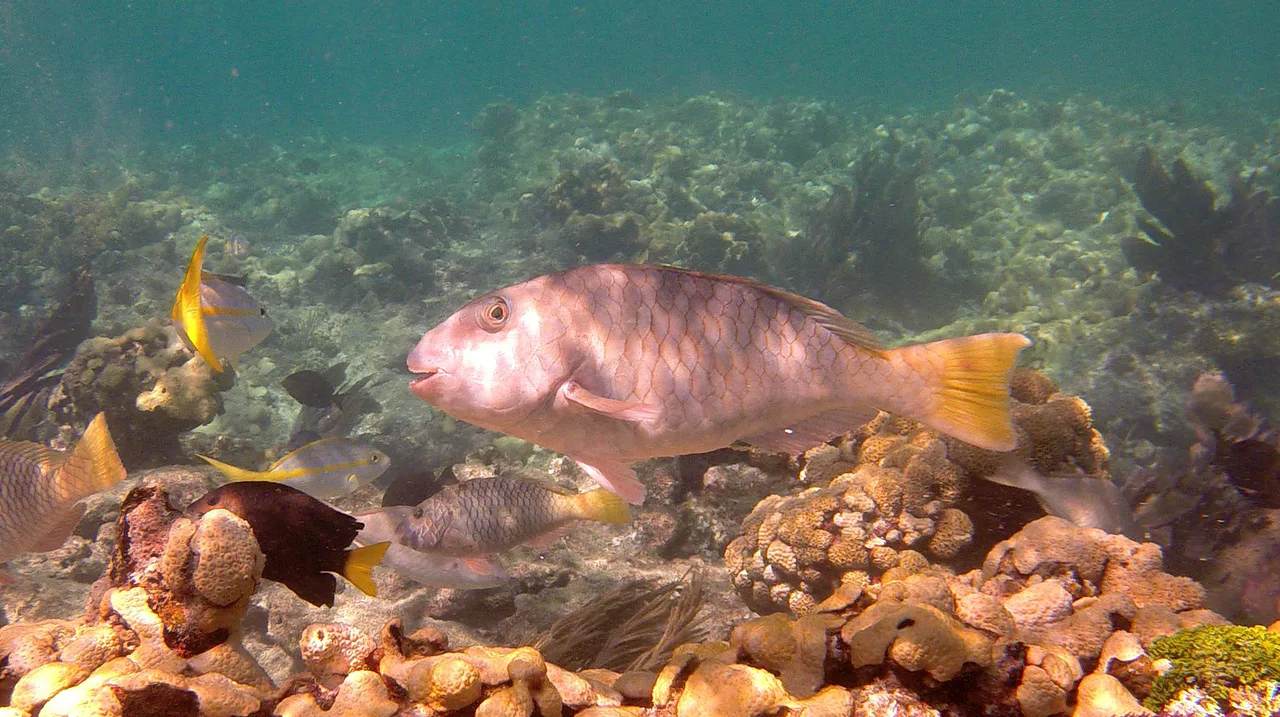 Snorkeling Dry Rocks off Key West, Florida