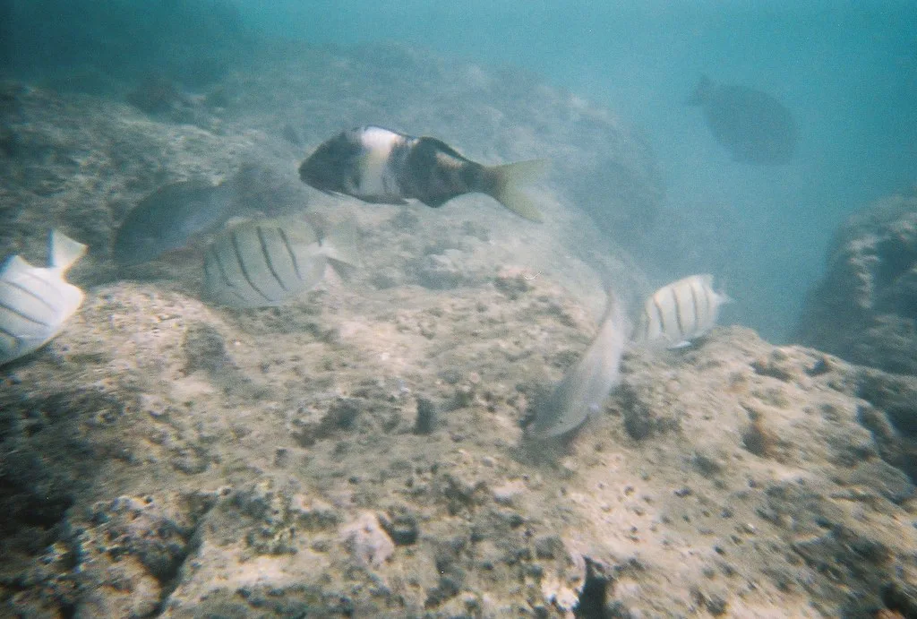 Snorkeling at Hanauma Bay, Oahu