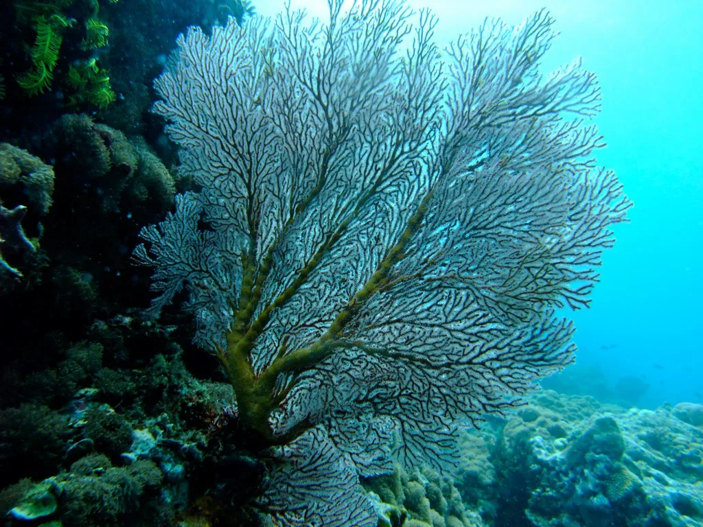 Fire coral on a reef