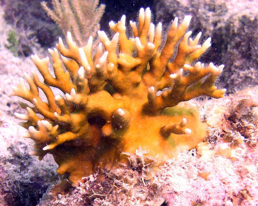 Close-up of fire coral