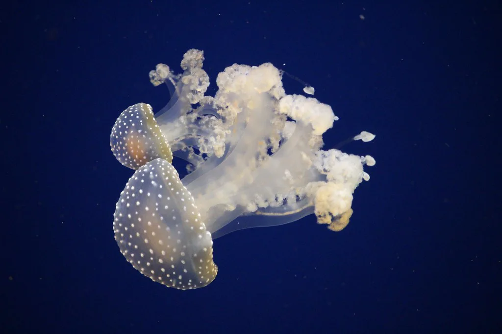 Jelly-Fish glowing, Florida