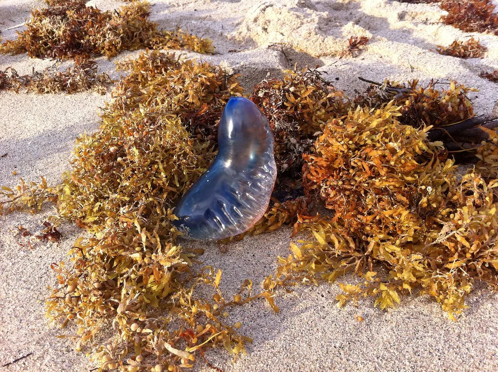 Jellyfish on Miami Beach, Florida