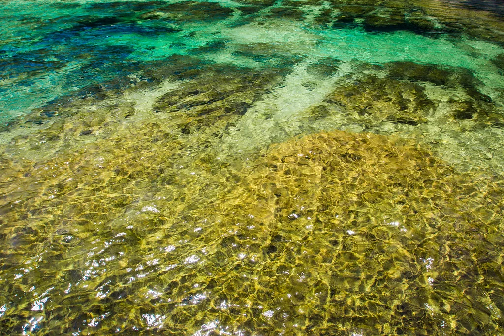 Salt Springs, Ocala National Forest, Florida