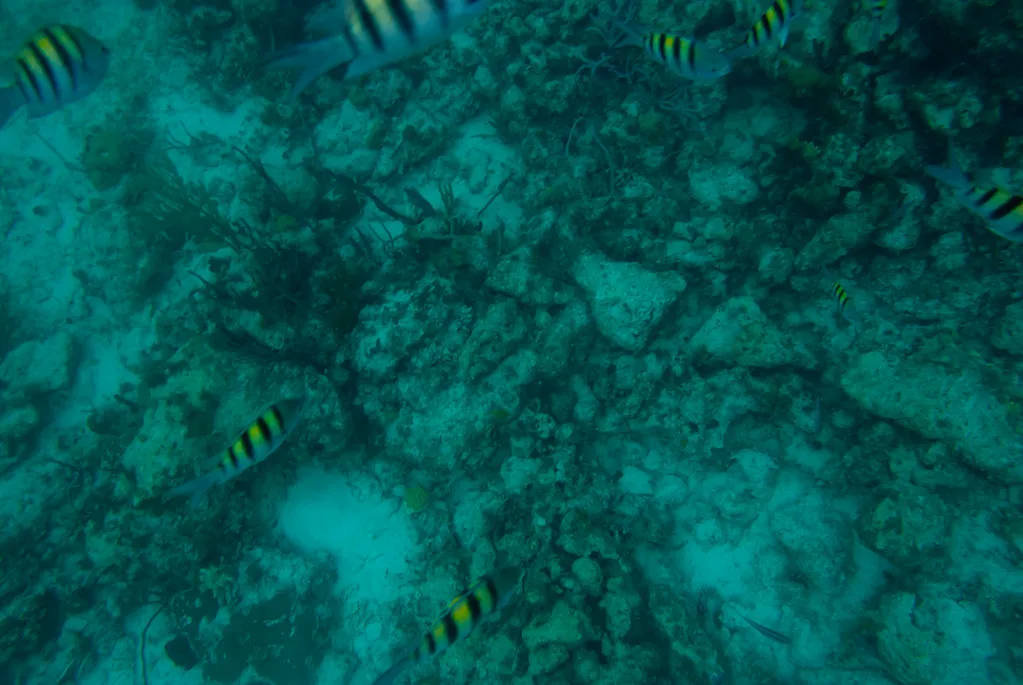 Snorkeling I, Bahamas