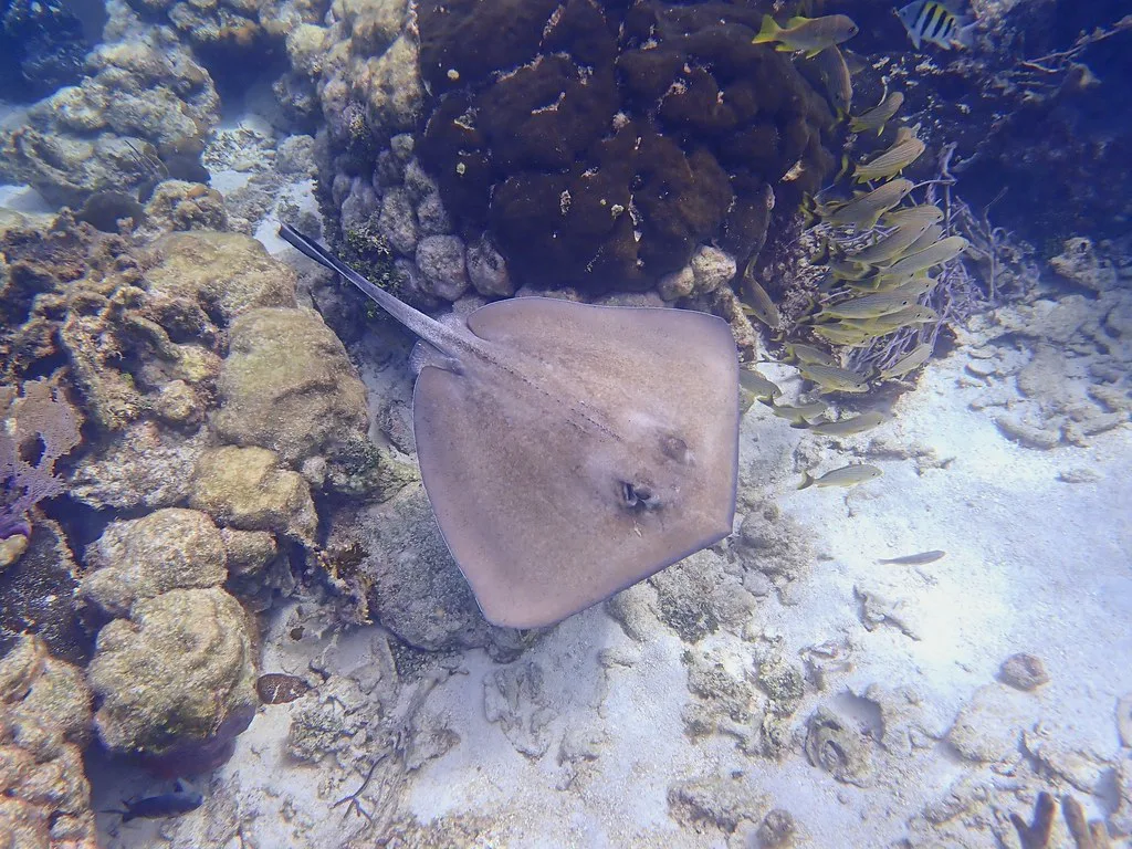 Lots of rays too, Belize