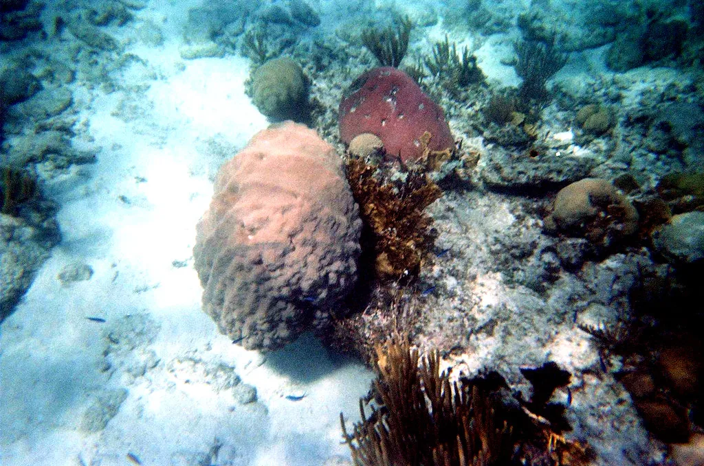 Bahamas, Bahamas