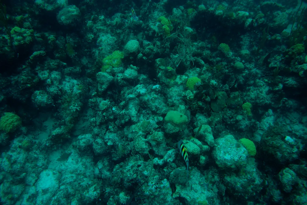 Snorkeling IV, Bahamas
