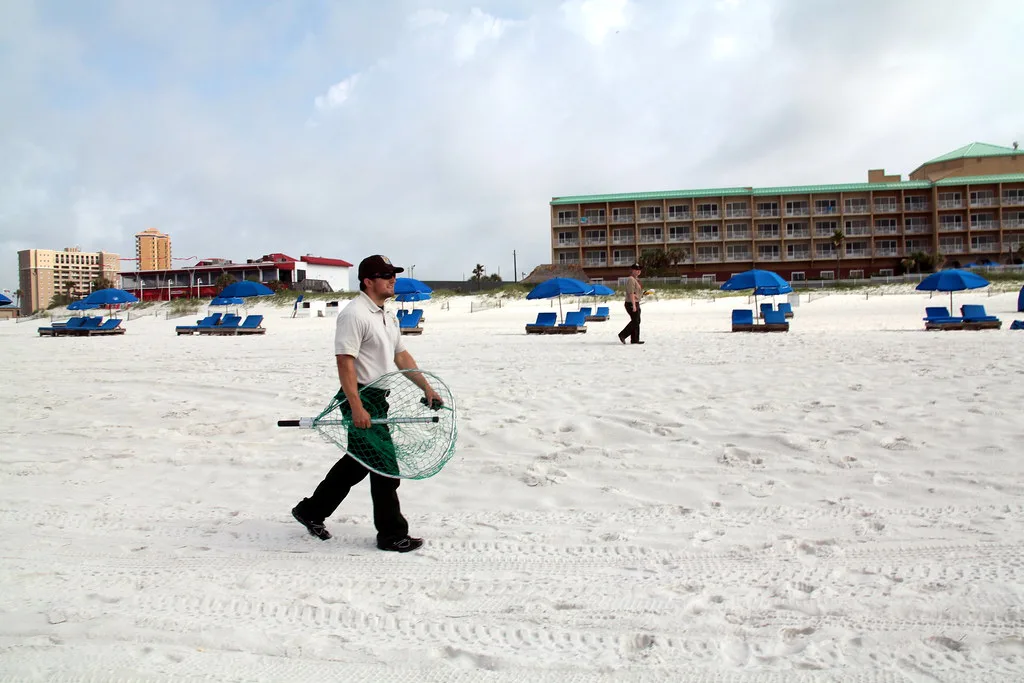 Search and capture team conducts beach transect at Pensacola Beach