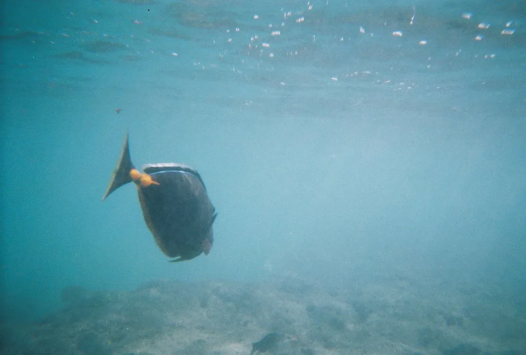 Snorkeling at Hanauma Bay, Oahu
