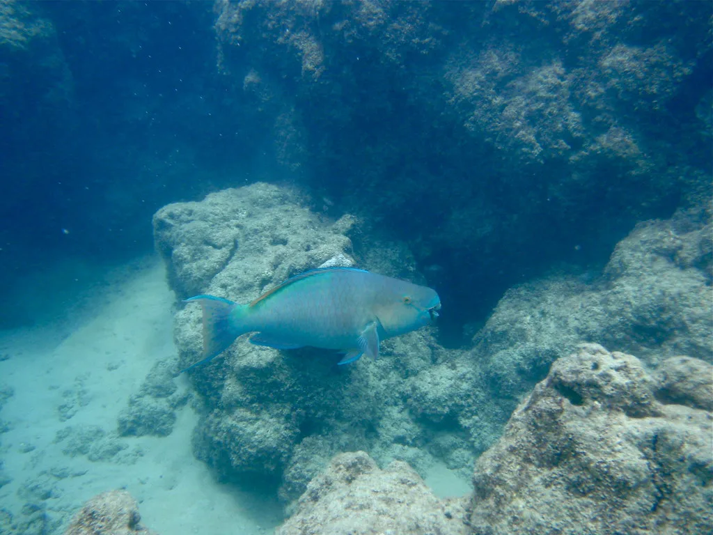 Male ember parrotfish (uhu 'ele'ele) at Turtle Beach, Hawaii