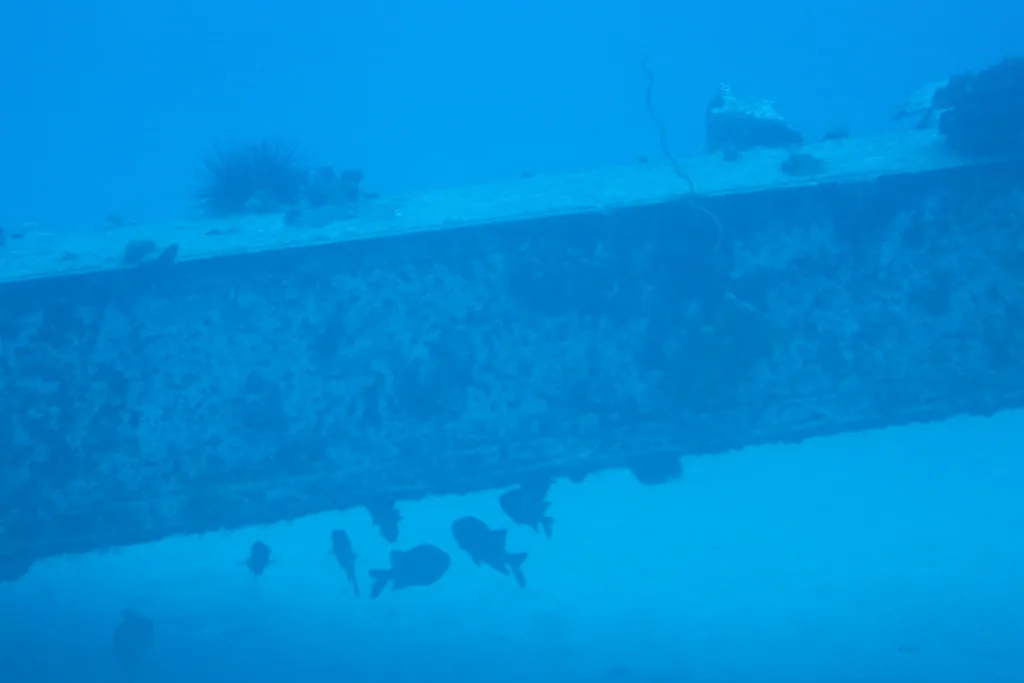 Fish over an artificial reef