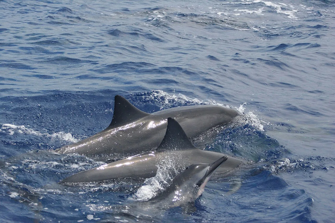 Hawaiian spinner dolphins in the Hawaiian Islands Humpback Whale National Marine Sanctuary