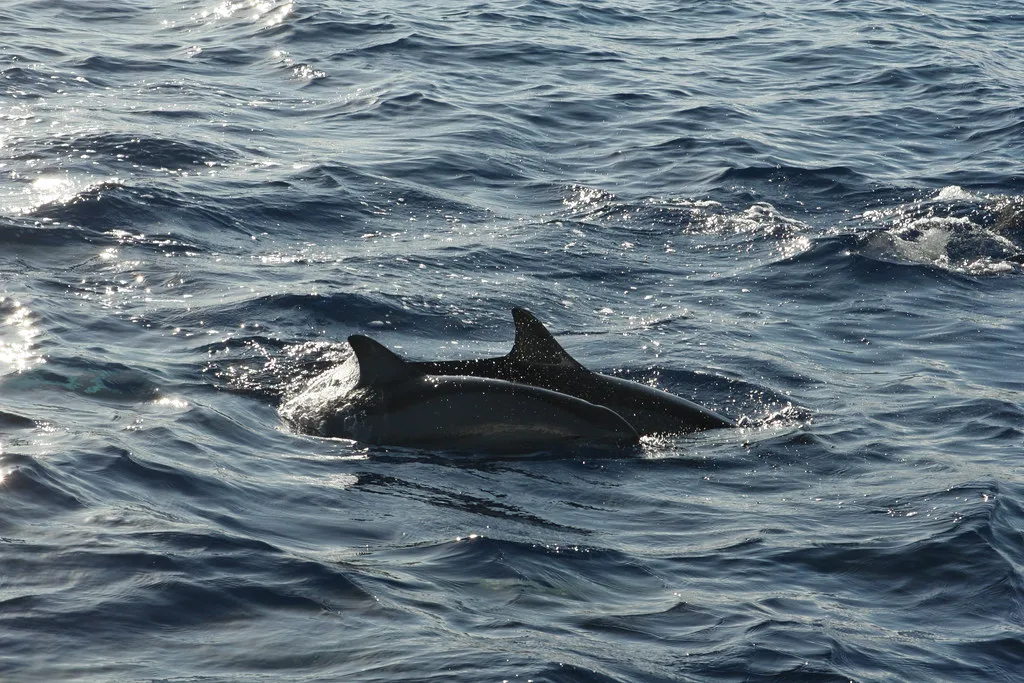 Spinner Dolphins