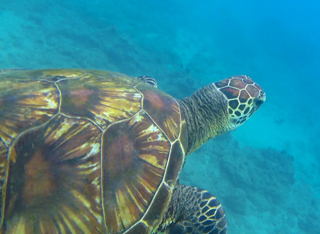 Hawaiian green sea turtle