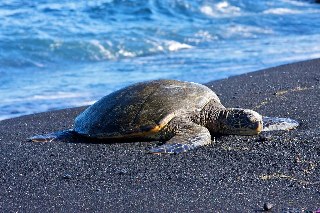 Hawaiian green sea turtle on black sand