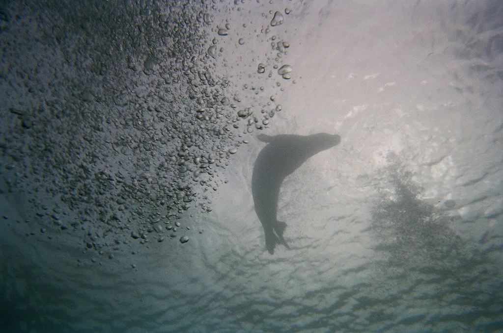Endangered Hawaiian monk seal
