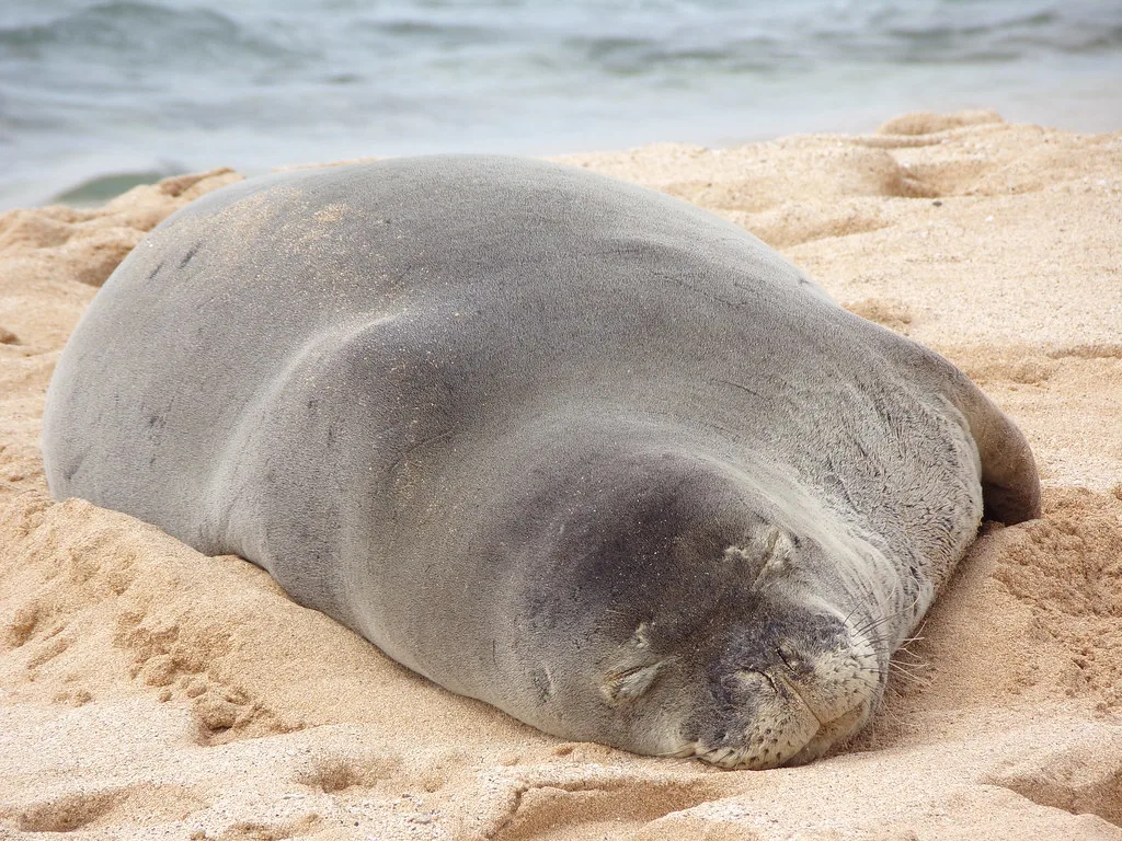 Hawaiian monk seal at Poipu Beach, Kauai