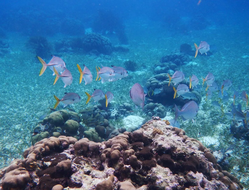 Snorkeling Hol Chan Marine Reserve in Belize