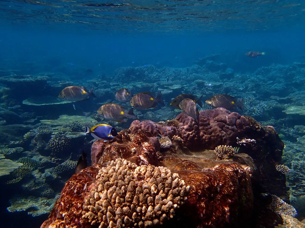Reef fish swimming over coral