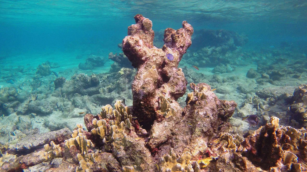 Snorkeling Karpata Reef, Bonaire