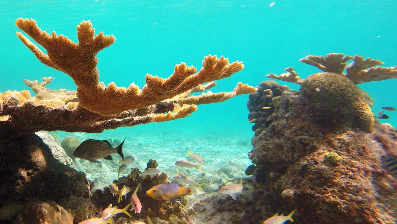 Snorkeling Bari Reef, Bonaire